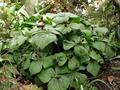 Red trillium